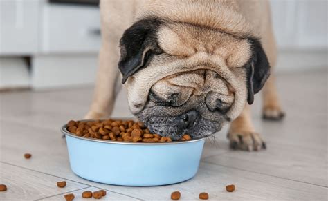 Best Dog Food Ingredients: What to Look for When Buying Food for Your Dog