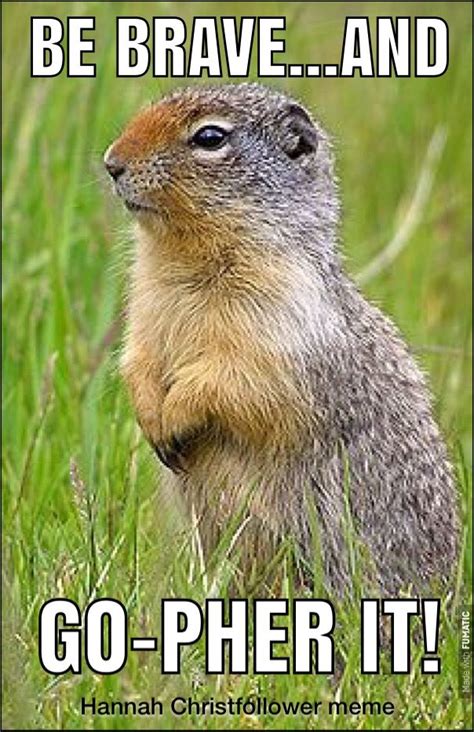 Go for it...gopher it! Hannah Christfollower meme. | Very cute dogs, Funny animal pictures, Gopher