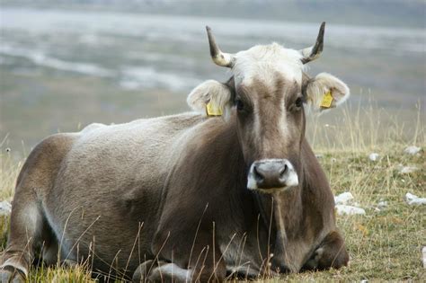 a white cow with horns laying in a field 27094287 Stock Photo at Vecteezy