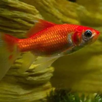 Comet Goldfish Guide (Facts, Care, Lifespan) - Pond Informer