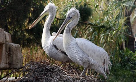 Dalmatian pelican | Zoo Barcelona