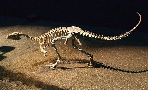 Facts About Eoraptor, the World's First Dinosaur