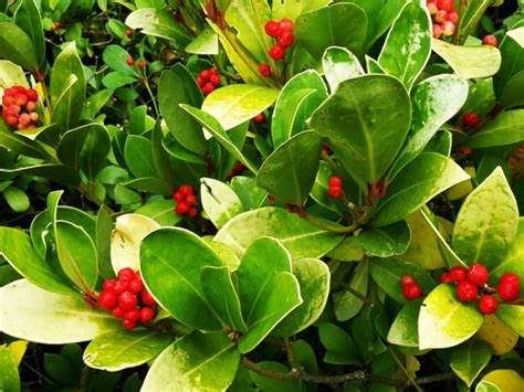 10 Best Benefits & Uses of Wintergreen | Organic Facts