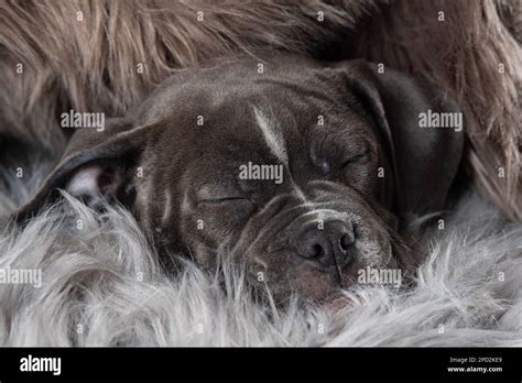 Old english bulldog puppy sleeping on a blanket Stock Photo - Alamy