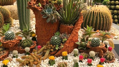 Cactus garden ideas: 12 ways to welcome these prickly plants into your plot | Gardeningetc