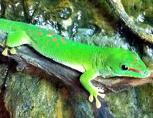 Madagascar giant day gecko – The Dallas World Aquarium