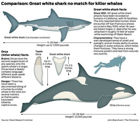 Orca vs. Great White Shark: Who Reigns Supreme? • Air Gun Maniac