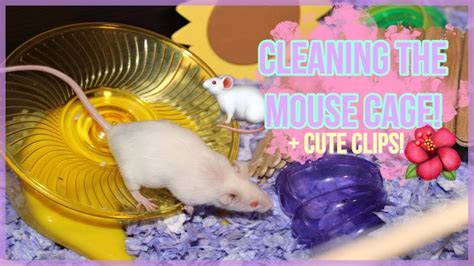 CLEANING MY MOUSE CAGE! 🌸 - YouTube