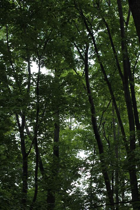 Free Images : tree, nature, branch, sky, sunlight, air, leaf, trunk, bark, log, green, jungle ...