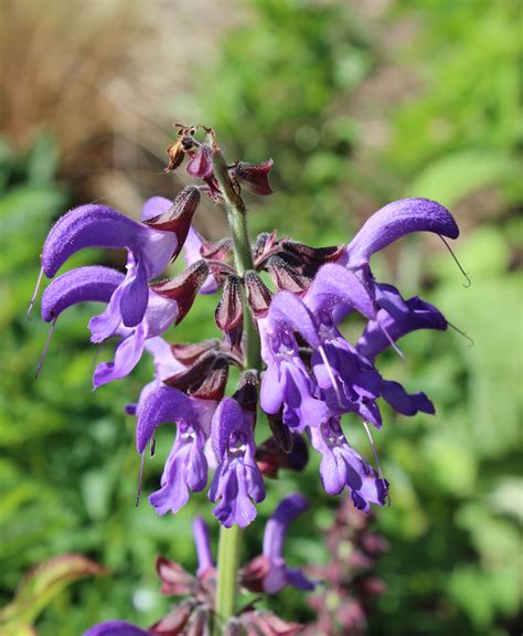 Red sage facts and health benefits