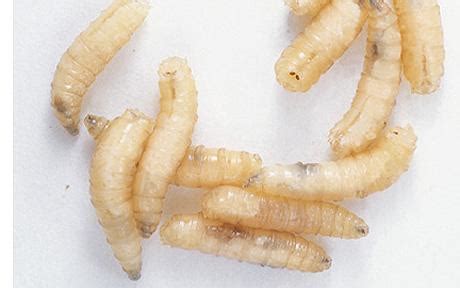 What do Maggots LOOK like? - MAGGOTS