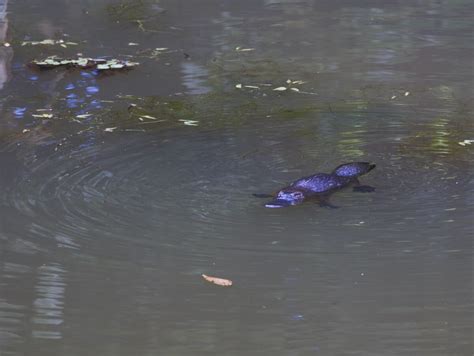 Yungaburra Platypus – Thru The Garden Gate