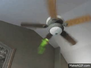 Kermit Hanging From Ceiling Fan Gif | Americanwarmoms.org