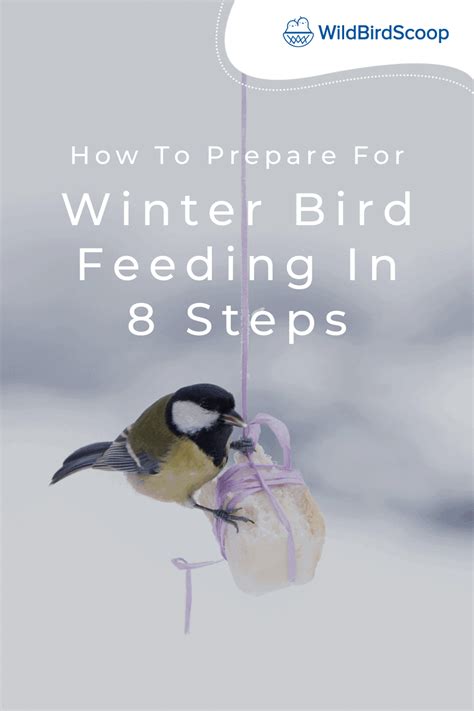 Winter Bird Feeding - How To Feed Your Bird During Winter In 8 Steps