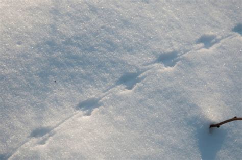 Mouse Tracks In Snow Stock Photos, Pictures & Royalty-Free Images - iStock