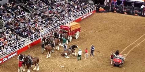 Budweiser Clydesdales get tangled up, fall down during Texas stock and ...