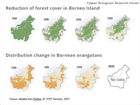 Conservation of orangutans｜Japan Orangutan Reseach Center