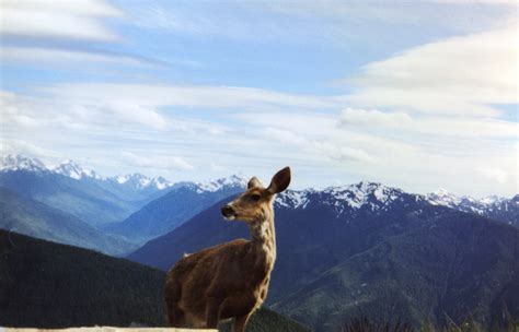 Olympic National Park | Travel Wiki | FANDOM powered by Wikia