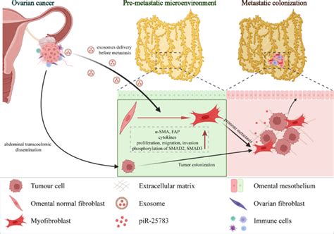 Tumour-derived exosomal piR-25783 promotes omental metastasis of ovarian carcinoma by inducing ...