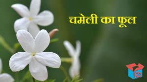 Jasmine Flower Information In Hindi चमेली का फूल - Knowledge Dabba