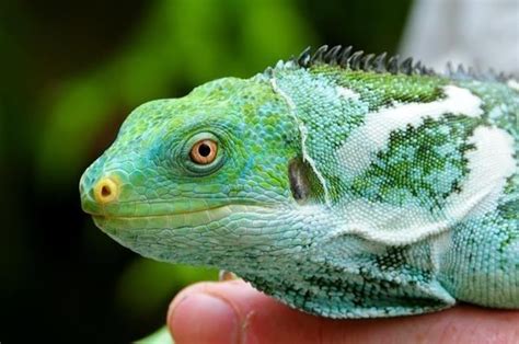 Fiji crested iguana - Alchetron, The Free Social Encyclopedia