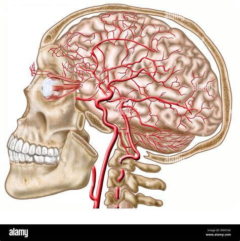 Anatomy of human skull, eyeball and arteries to brain Stock Photo - Alamy