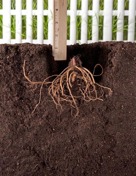 How to Plant Bare Root Perennials