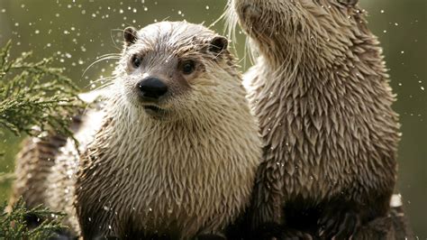 River otter trapping season considered for Indiana