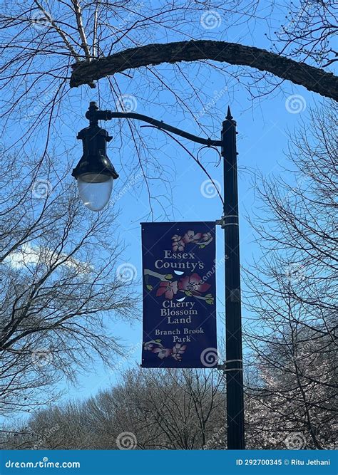 Cherry Blossom Festival at Branch Brook Park in Newark, New Jersey ...