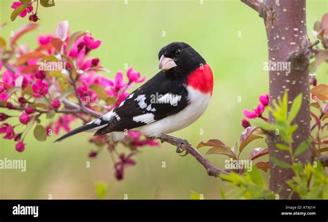 Rose-breasted grosbeak - male Stock Photo - Alamy