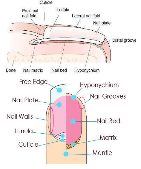 Nail Structure and Growth | Wall nails, Nails, Nail grooves