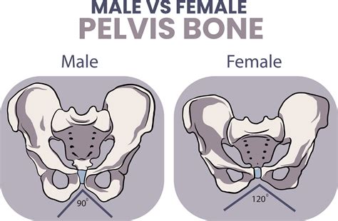 illustration of male vs female pelvis bone comparison 24318101 Vector ...