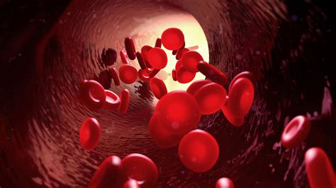 NUS scientists discover a new pathway essential for blood formation