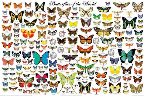 Butterflies of the World - Beautiful Content-Intensive Poster