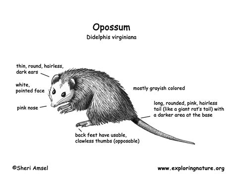 Opossum