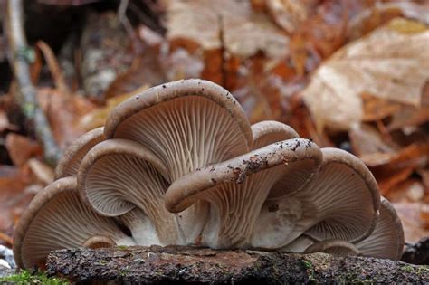 The 3 Best Types of Mushrooms To Grow at Home