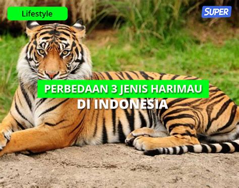 Mengenal Perbedaan Harimau Jawa, Sumatra & Bali, Ini Cirinya!