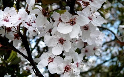 Wallpapers Box: The Best Spring Cherry Blossom High Definition Wallpapers