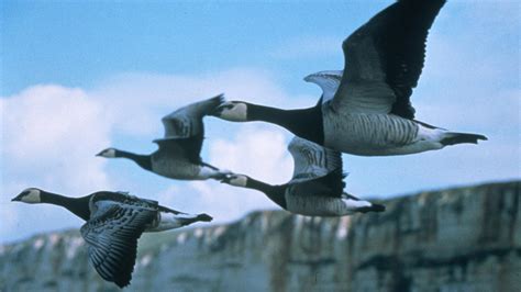 Winged Migration — Science on Screen