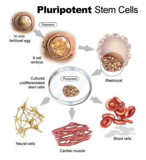 Induced Pluripotent - Stem cells