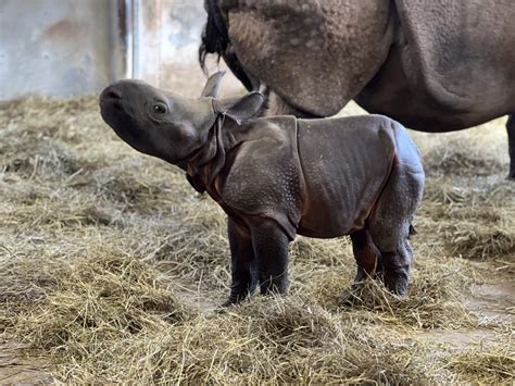 What's a Baby Rhino Called? Discover What to Call a Young Rhino