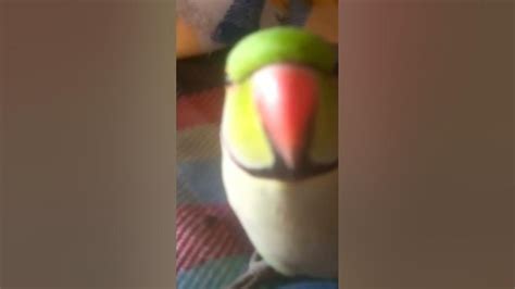 Mia mithu talking parrot cute / Birds lover - YouTube