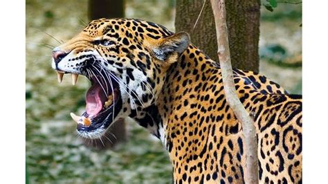 Free photo: Jaguar Roar - Animal, Fast, Fierce - Free Download - Jooinn