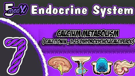 Lecture 7: calcium metabolism( calcitonin , 1.25 ...