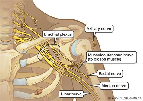 Brachial Plexus Injury Football