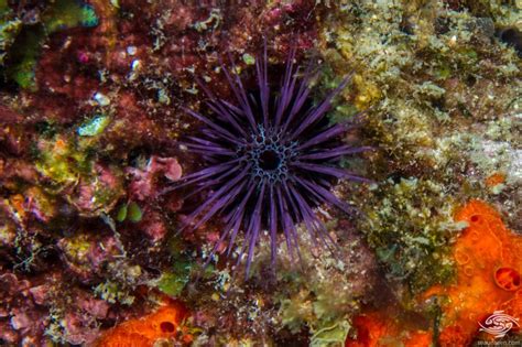 Burrowing Fine Spine Sea Urchin – Facts and Photographs | Seaunseen