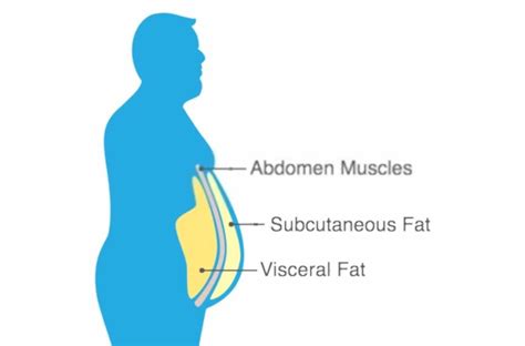 How To Gain Subcutaneous Fat In 6 Proven Ways