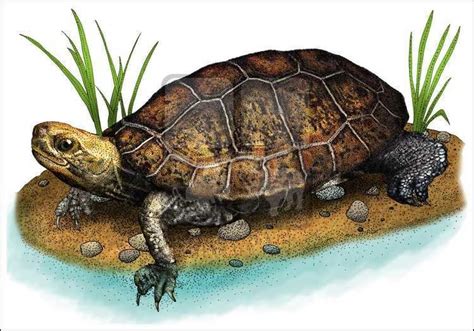 Japanese pond turtle - Alchetron, The Free Social Encyclopedia