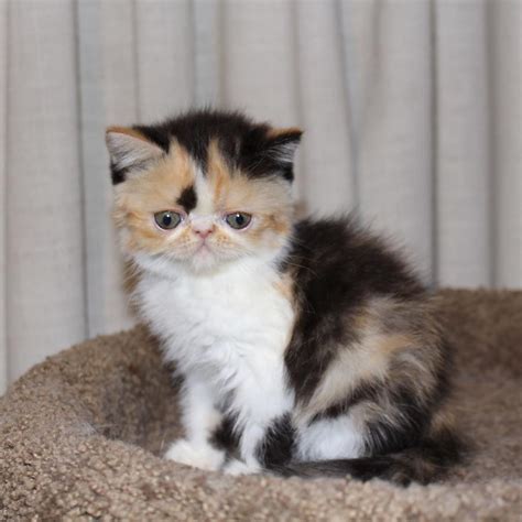 Exotic Shorthair Cats For Sale | Philadelphia, PA #247202