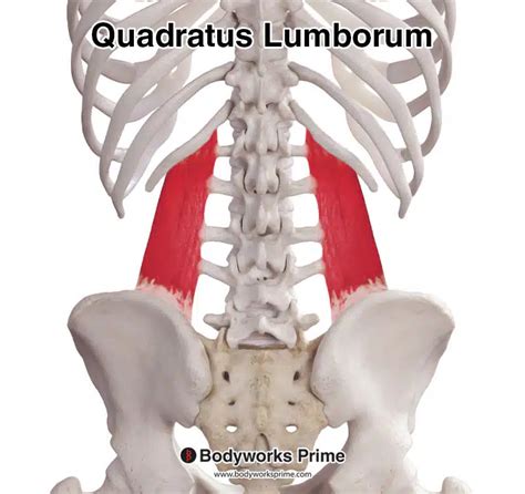 Quadratus Lumborum Muscle Anatomy - Bodyworks Prime